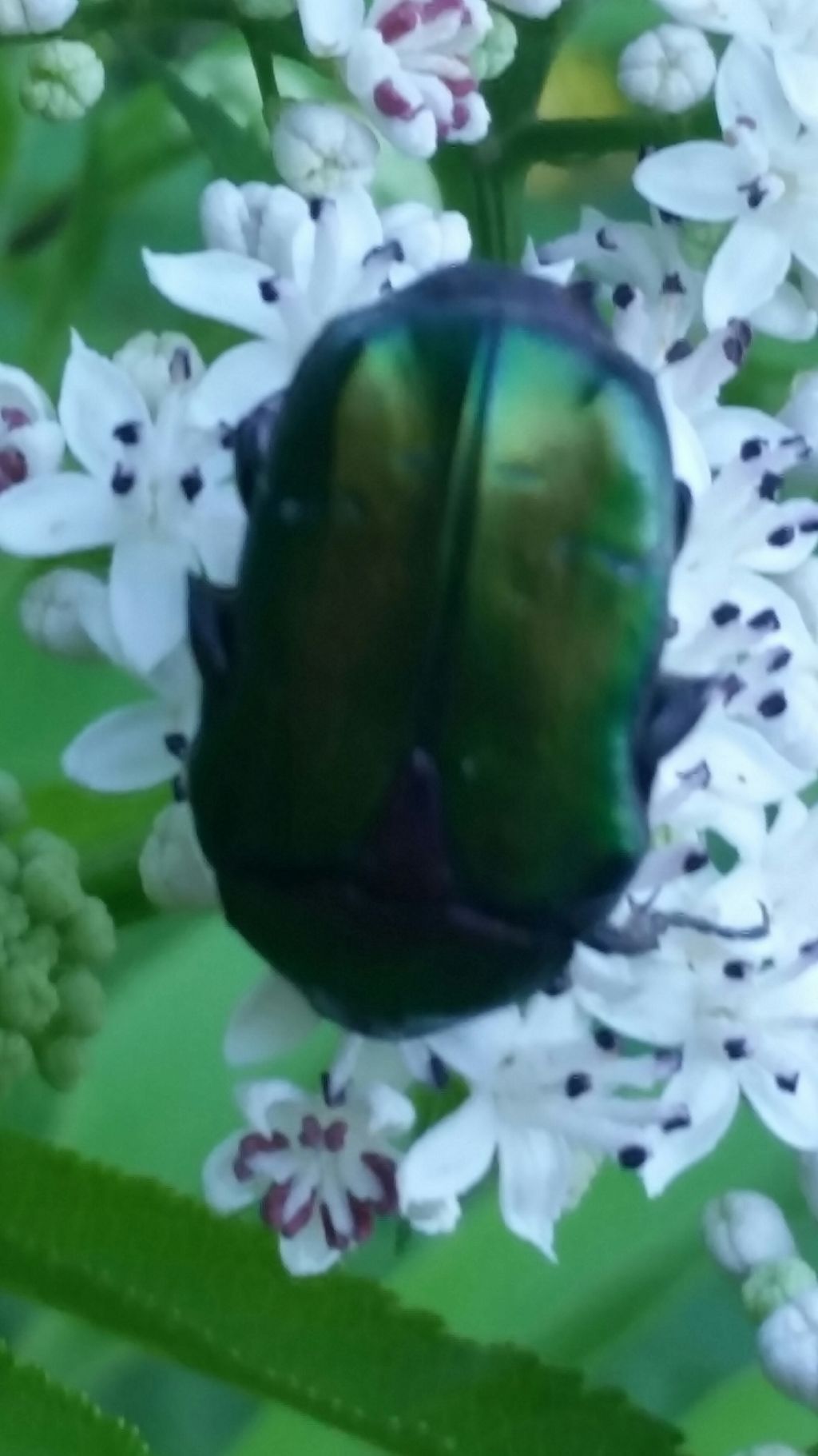 Scarabeo ?  No, Cetoniidae: Cetonia aurata pisana